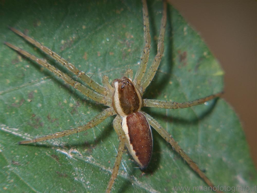 Cadrezzate (Varese, Italy) - Spider