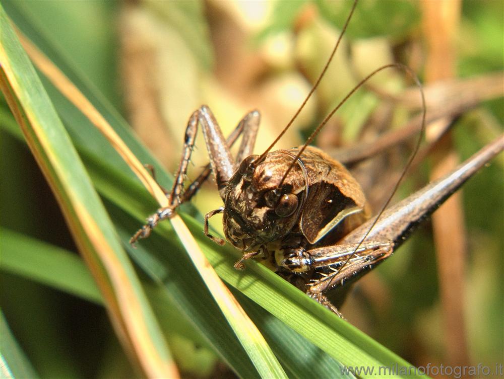Valmosca fraction of Campiglia Cervo (Biella, Italy) - Grasshopper in the grass