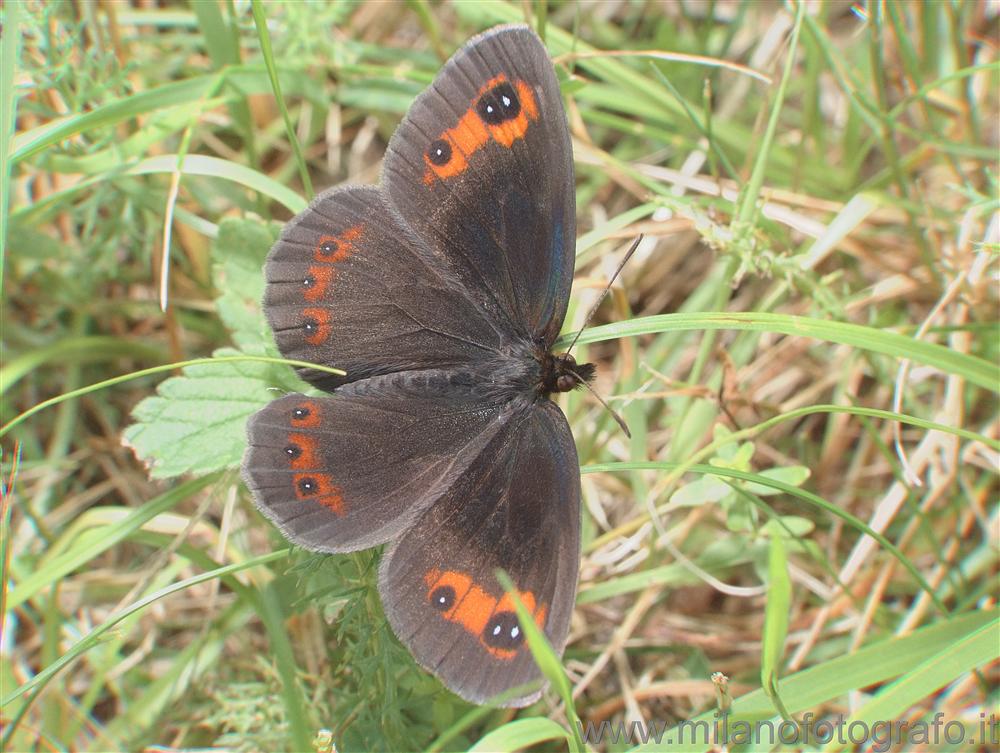 Rosazza (Biella, Italy) - Butterfly (Erebia pronoe?)