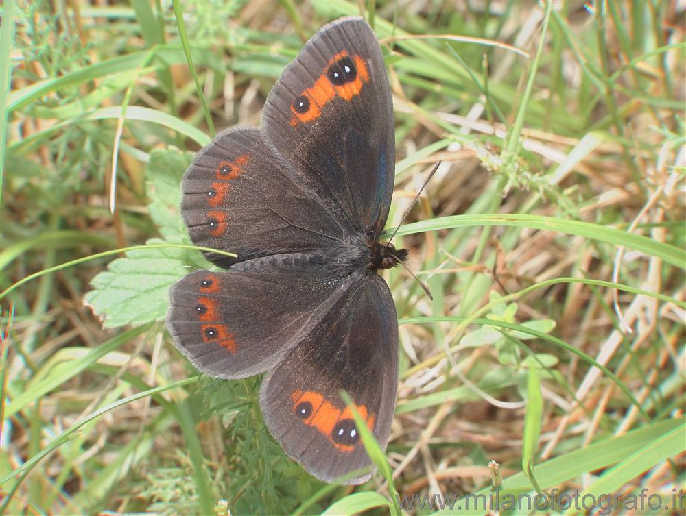 Rosazza (Biella) - Farfalla (Erebia pronoe?)