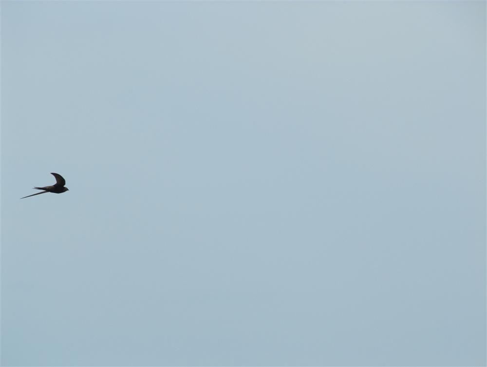 Bertinoro (Cesena, Italy) - Common swift in flight