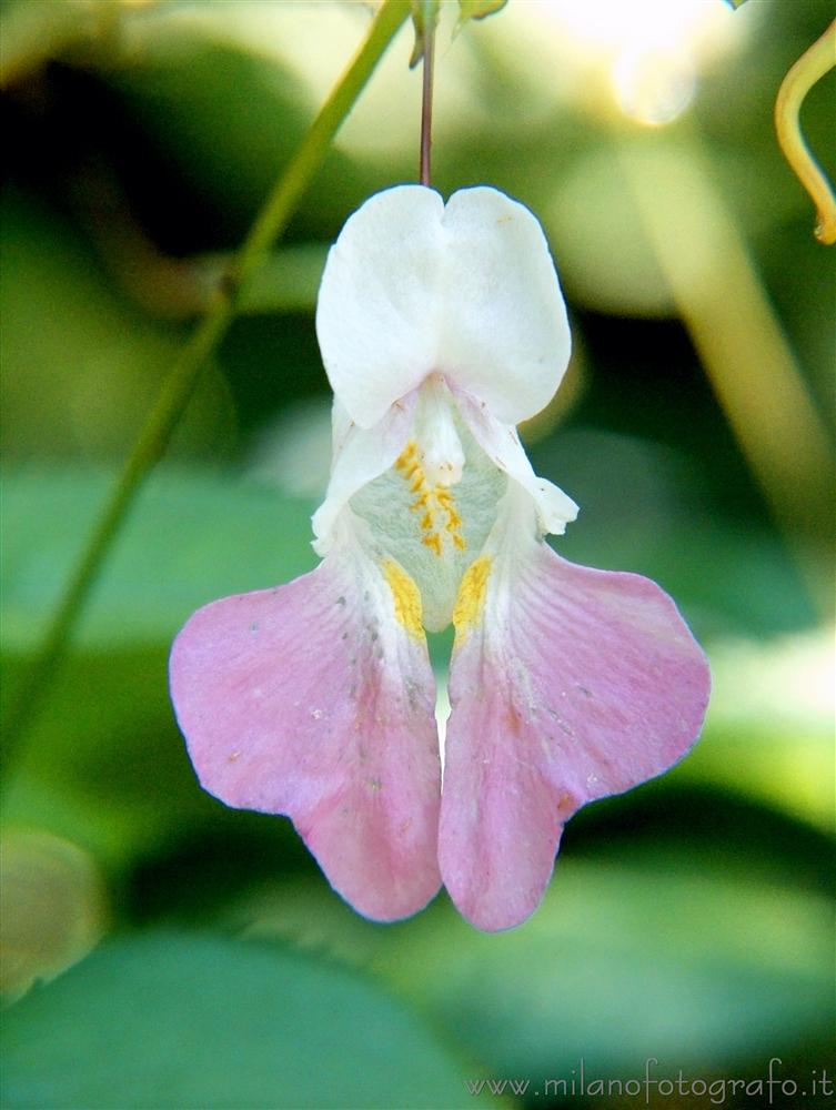 Cadrezzate (Varese, Italy) - Wild flower