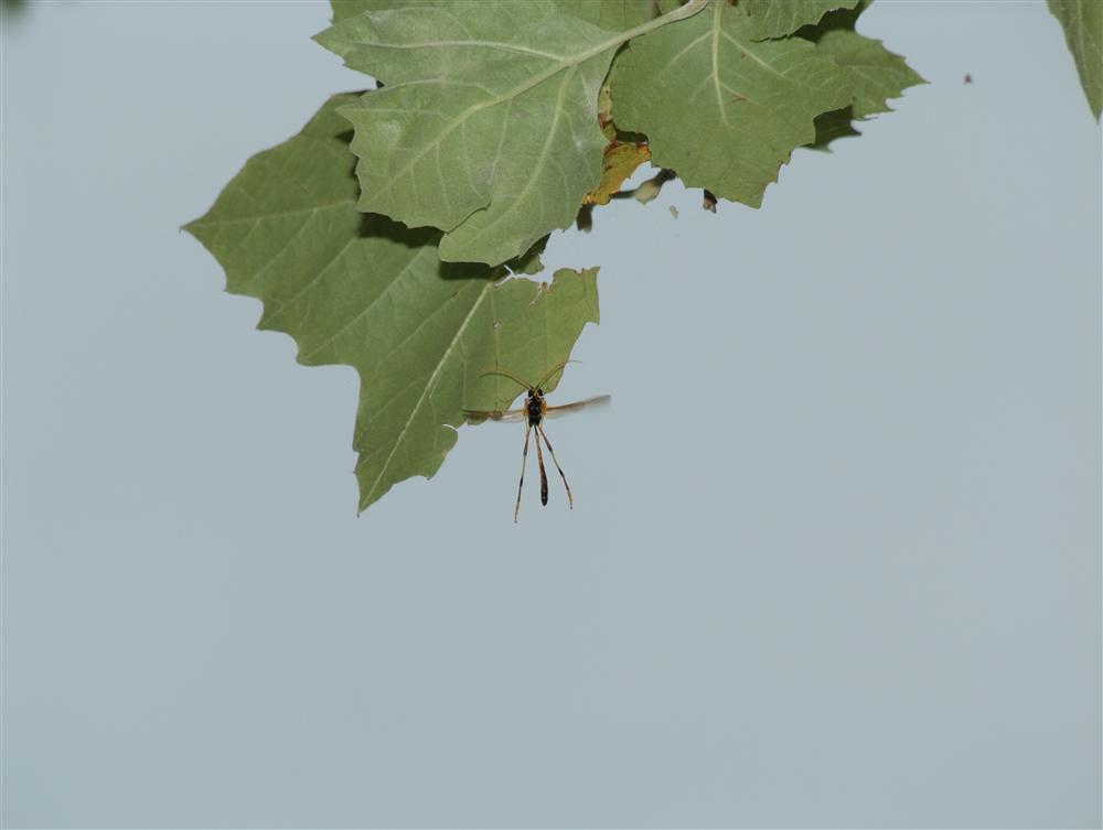 Cadrezzate (Varese, Italy) - Vasp in flight (Therium circumflexum)