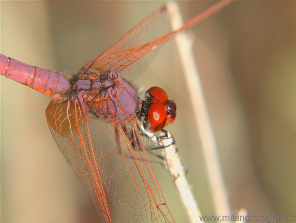 Torre San Giovanni (Lecce, Italy) - Male Trithemis annulata