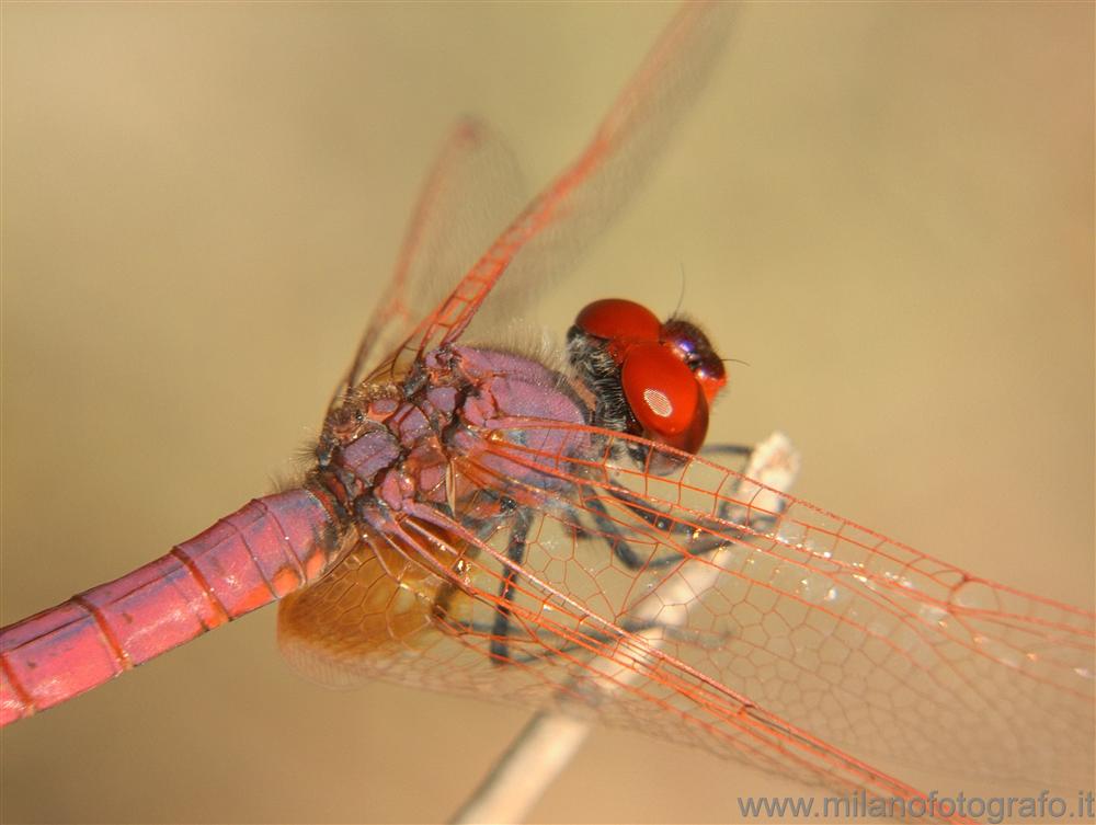 Torre San giovanni (Lecce, Italy) - Male Trithemis annulata