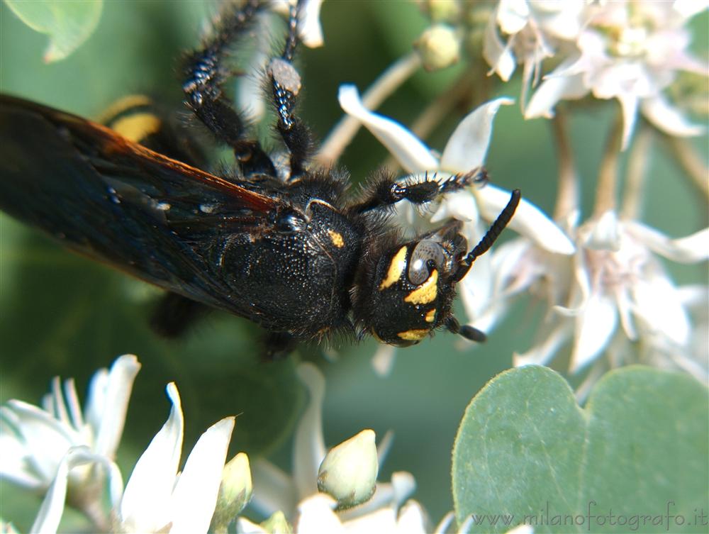 Torre San Giovanni (Lecce, Italy) - Female Colpa sexmaculata