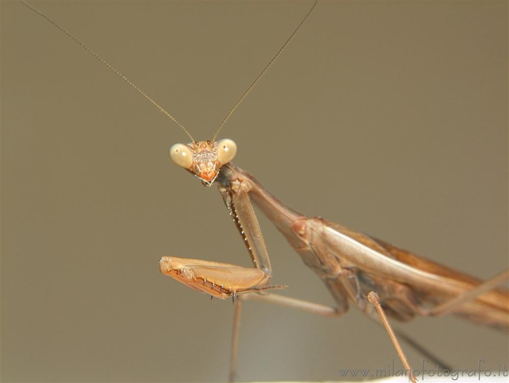 Torre San Giovanni (Lecce, Italy) - Praying mantis