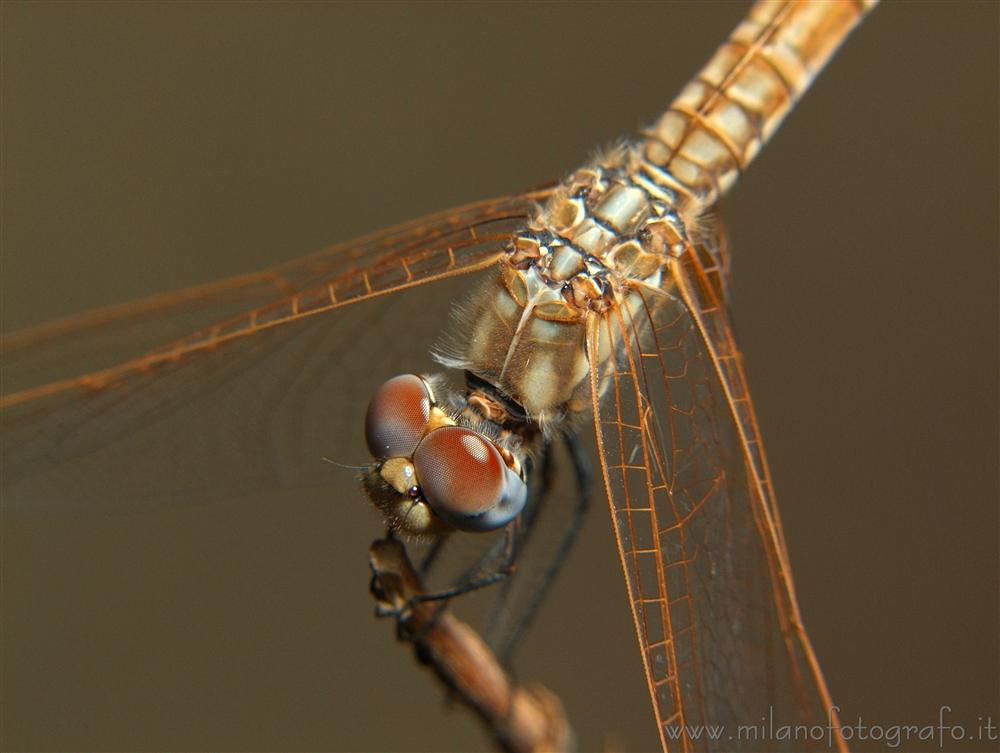 Torre San Giovanni (Lecce) - Femmina di Trithemis annulata