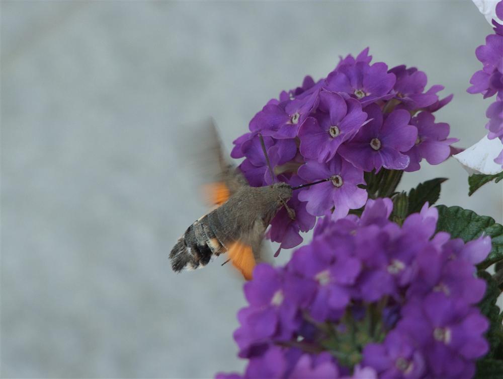 Milano - Falena in volo sopra un fiore