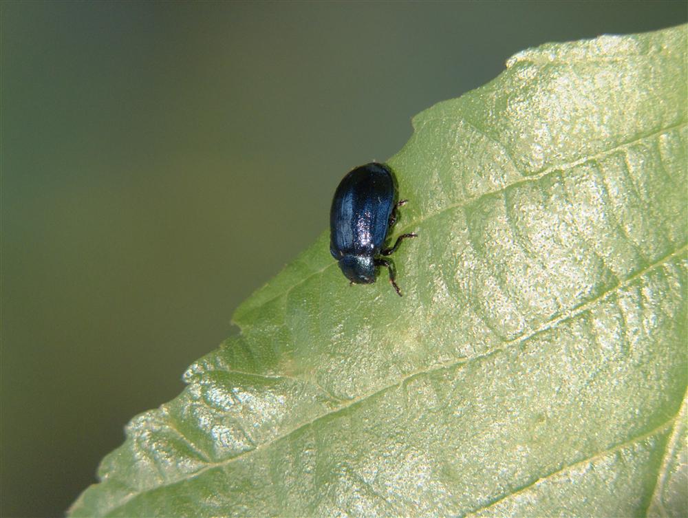 Cadrezzate (Varese, Italy) - Crisomelide beetle species not identified with certainty