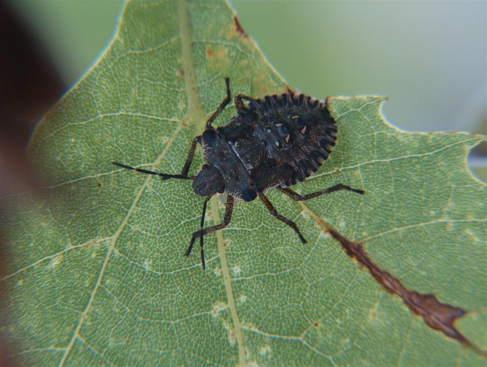 Cadrezzate (Varese) - Esemplare immaturo di cimice, specie non identificata