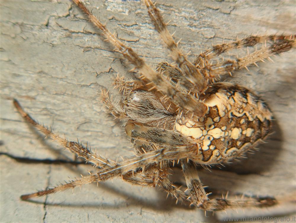 Campiglia Cervo (Biella) - Ragno crociato (Araneus diadematus)