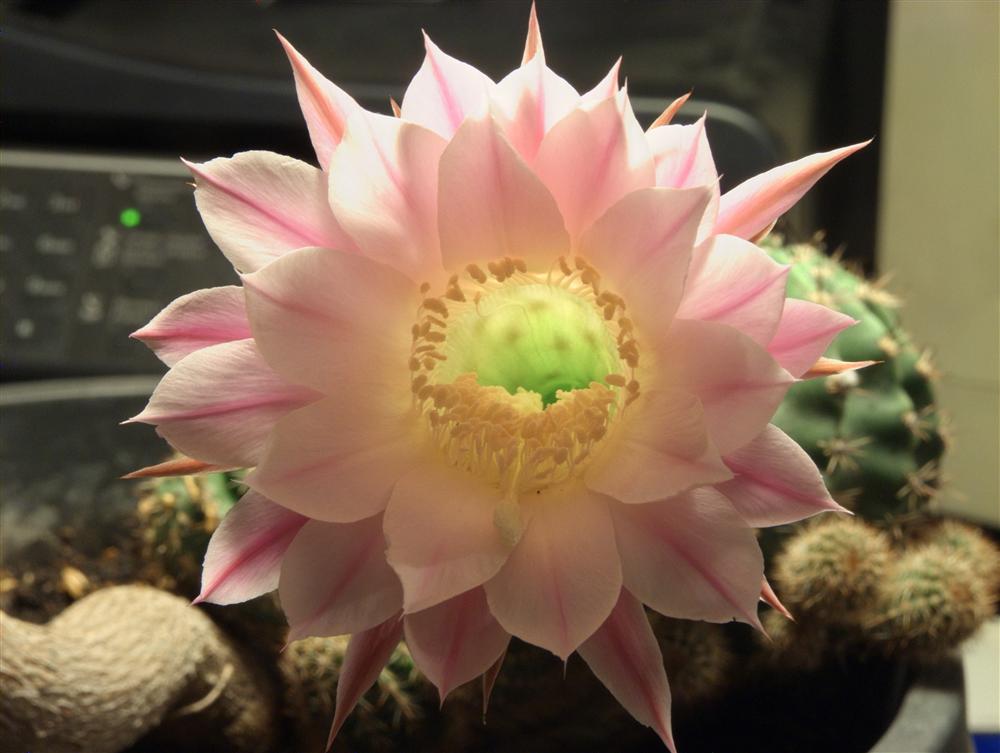 Milan (Italy) - Echinopsis flower