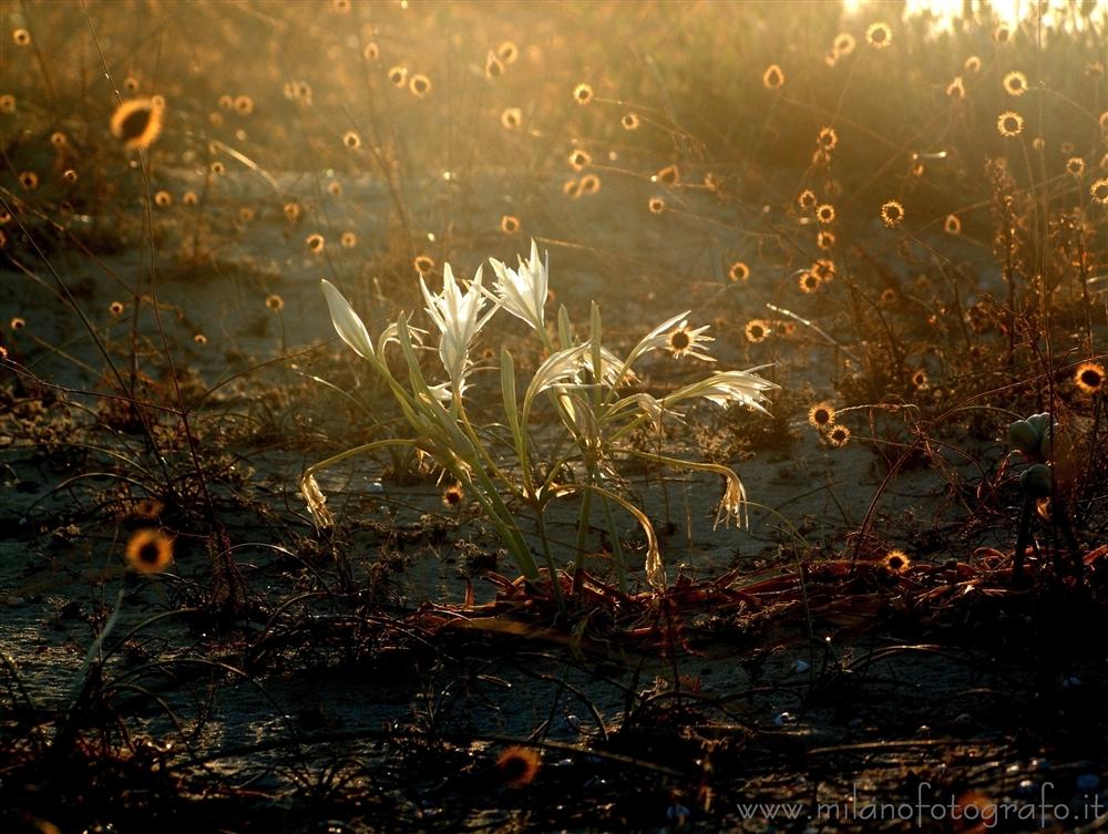 Torre San Giovanni (Lecce, Italy) - White lilies on the dunes