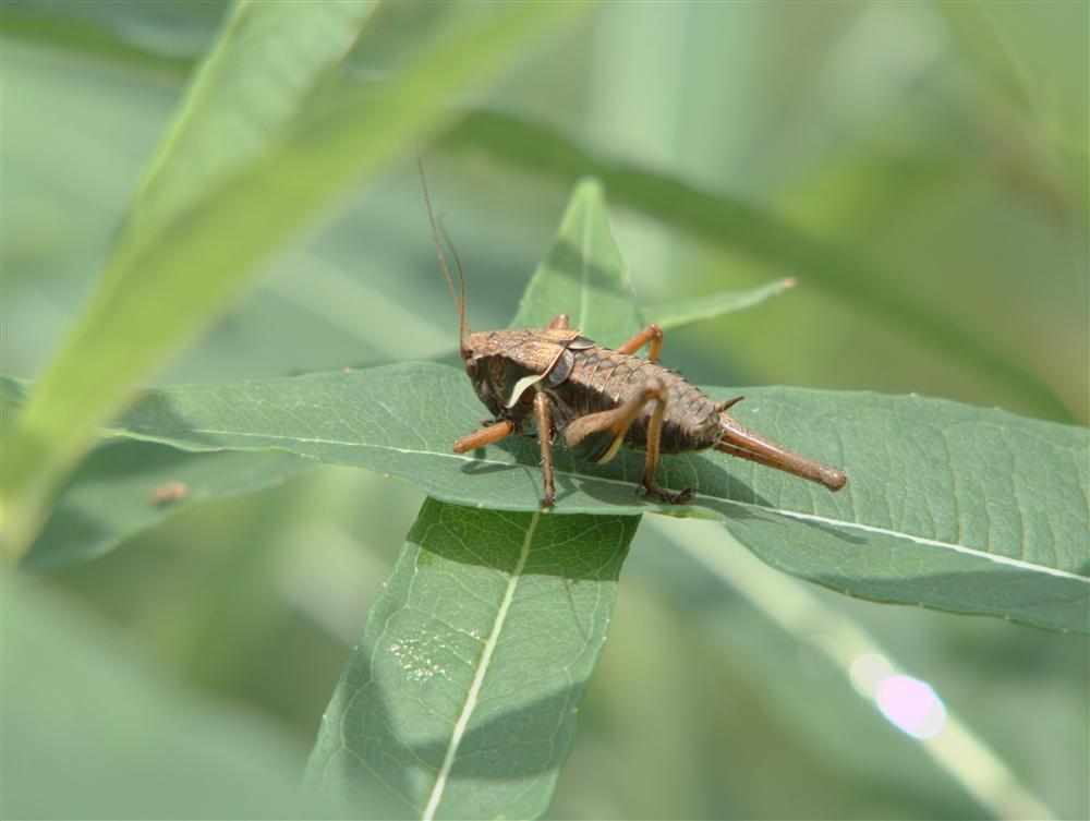 Biella, Italy - Immature grasshopper