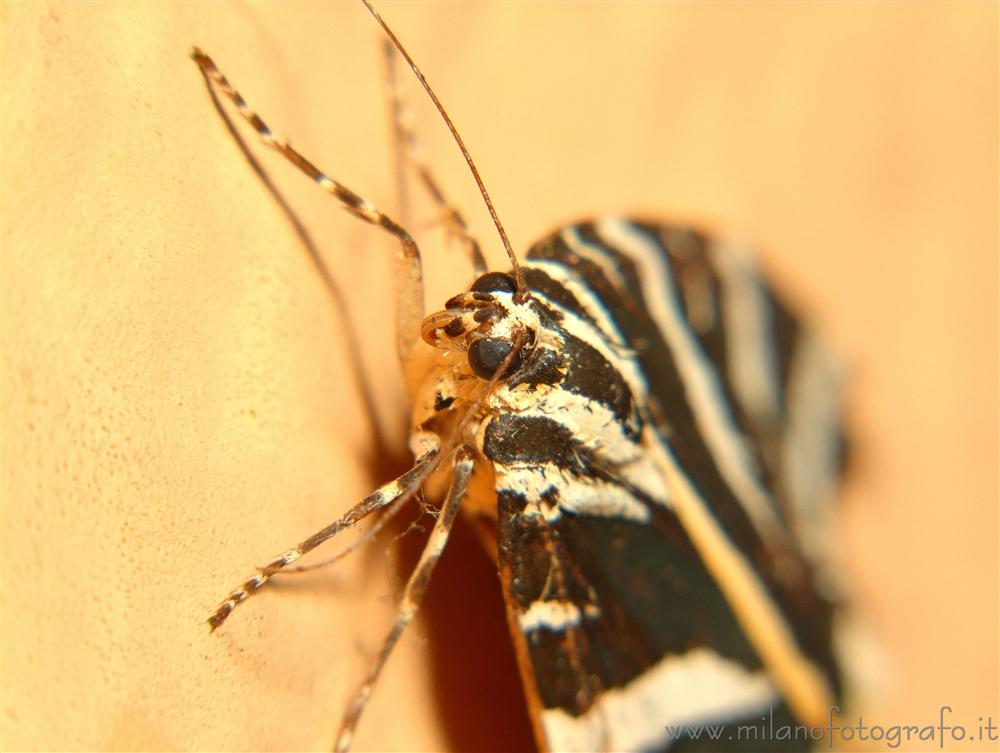 Carisio (Vercelli) - Probabilmente Euplagia cuadripunctaria