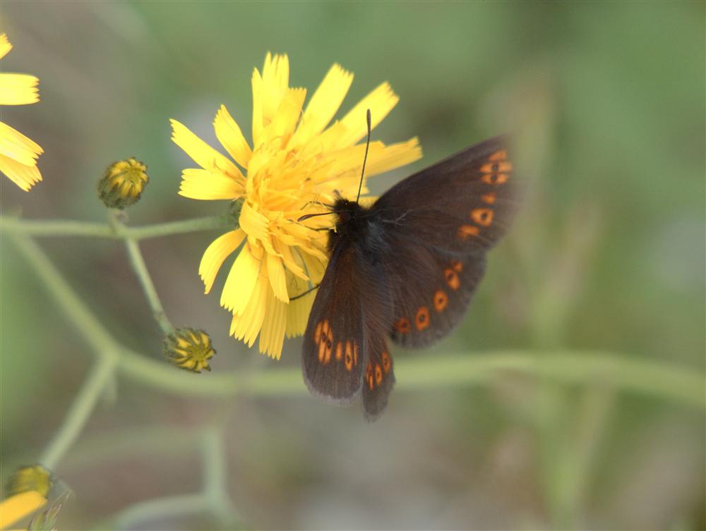 Biella, Italy - Butterfly on flower