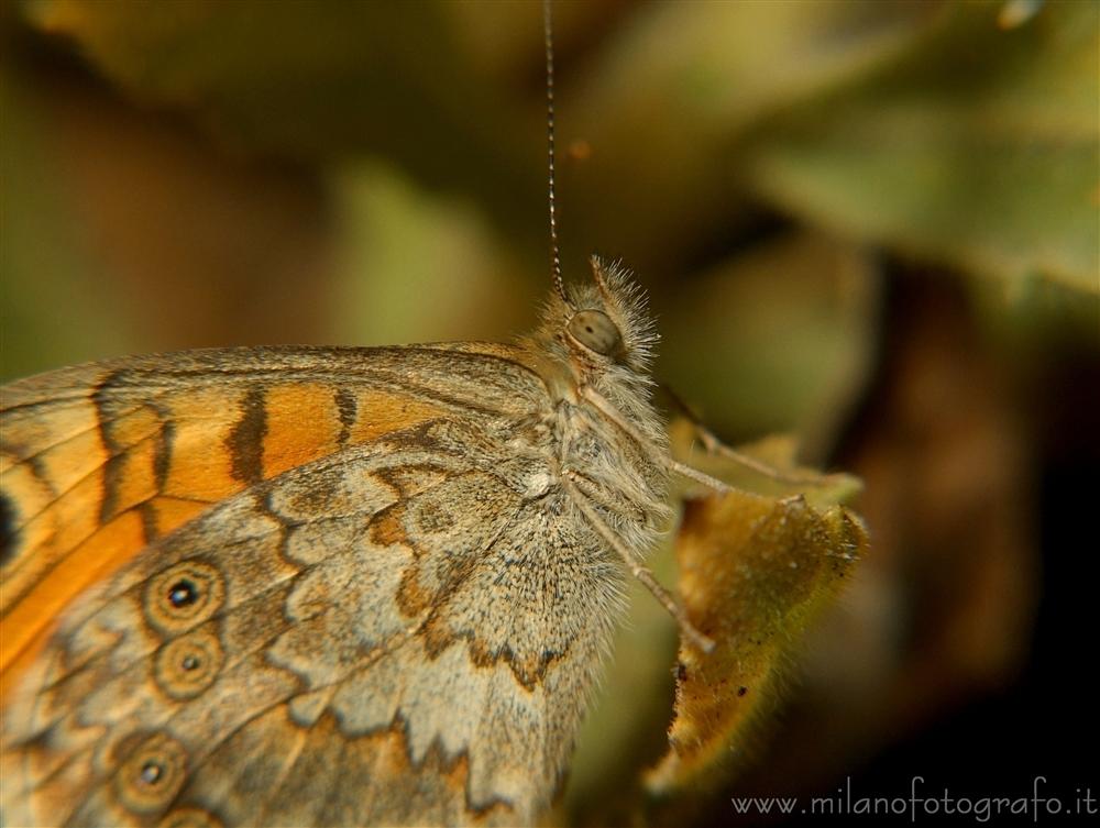 Torre San Giovanni (Lecce, Italy) - Small butterfly