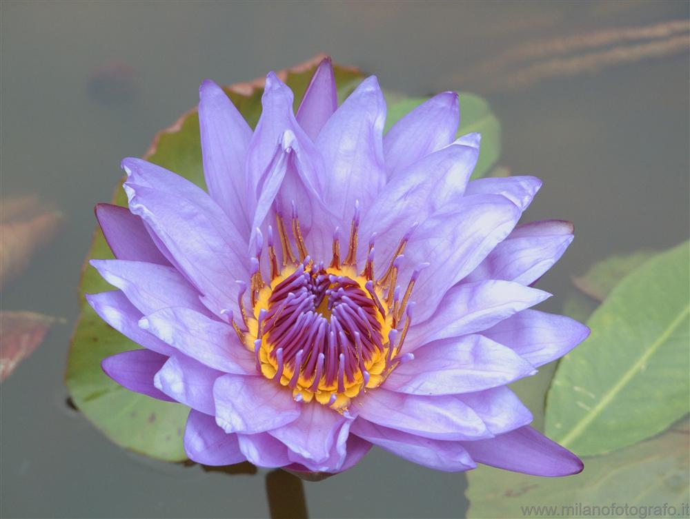 Isola Bella (Lake Maggiore, Italy) - Violet waterlily