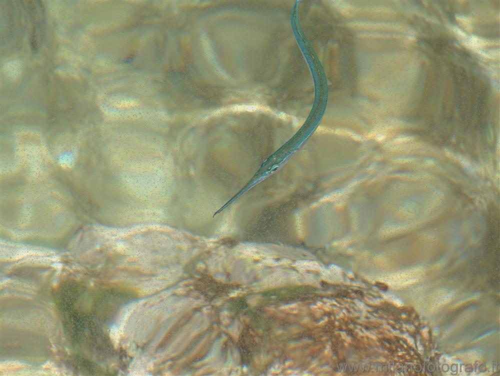 Santa Caterina (Lecce, Italy) - Fish just under the surface