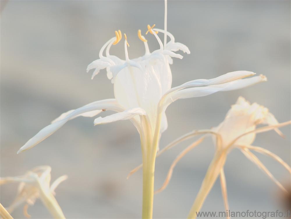 Torre San Giovanni (Lecce, Italy) - White lilium