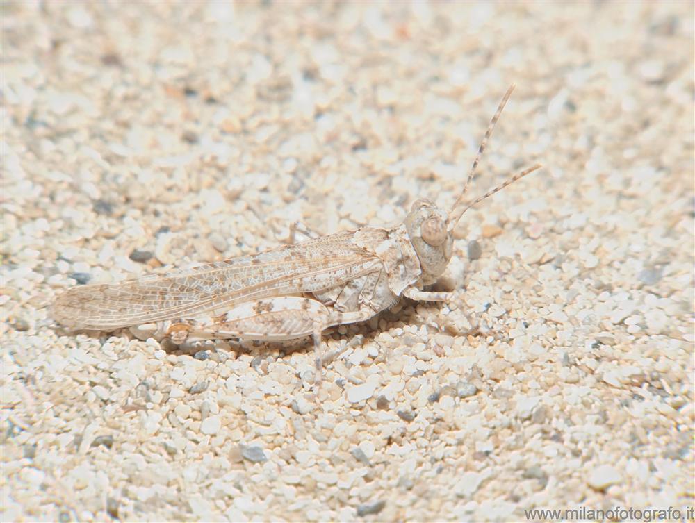 Torre San Giovanni (Lecce, Italy) - Sand grashopper