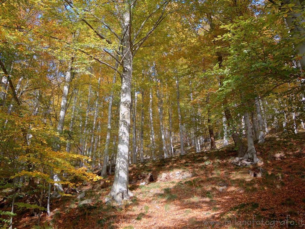 Piaro (Biella, Italy) - beech forest in autumn