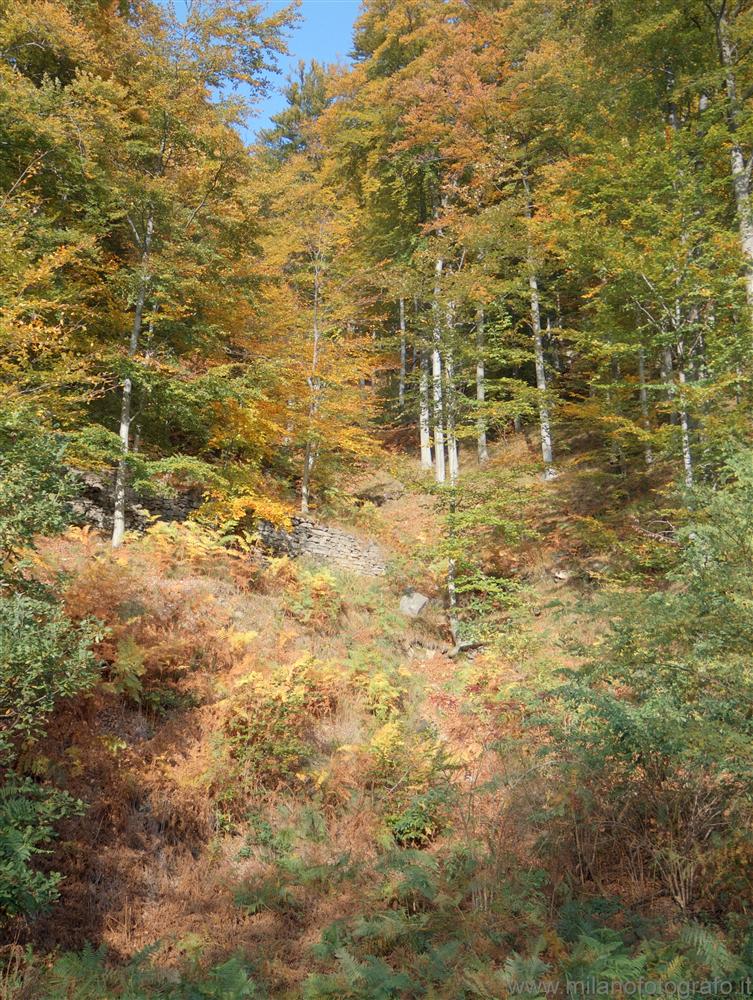 Piaro (Biella) - Il bosco autunalle