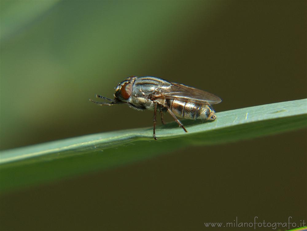 Cadrezzate (Varese, Italy) - Fly of unidentified species