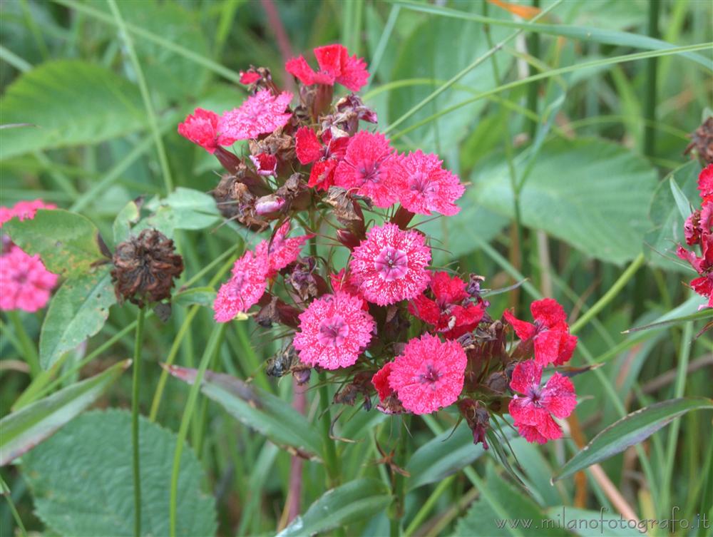 Rosazza (Biella, Italy) - Carnations