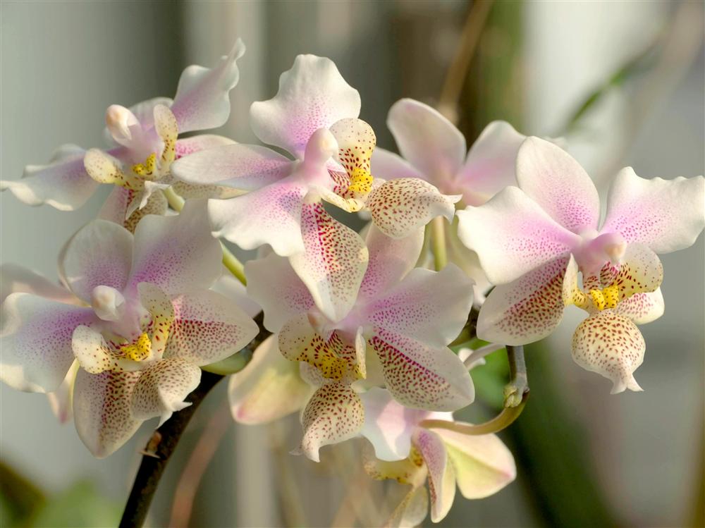 Milan (Italy) - Phalenopsis flowers