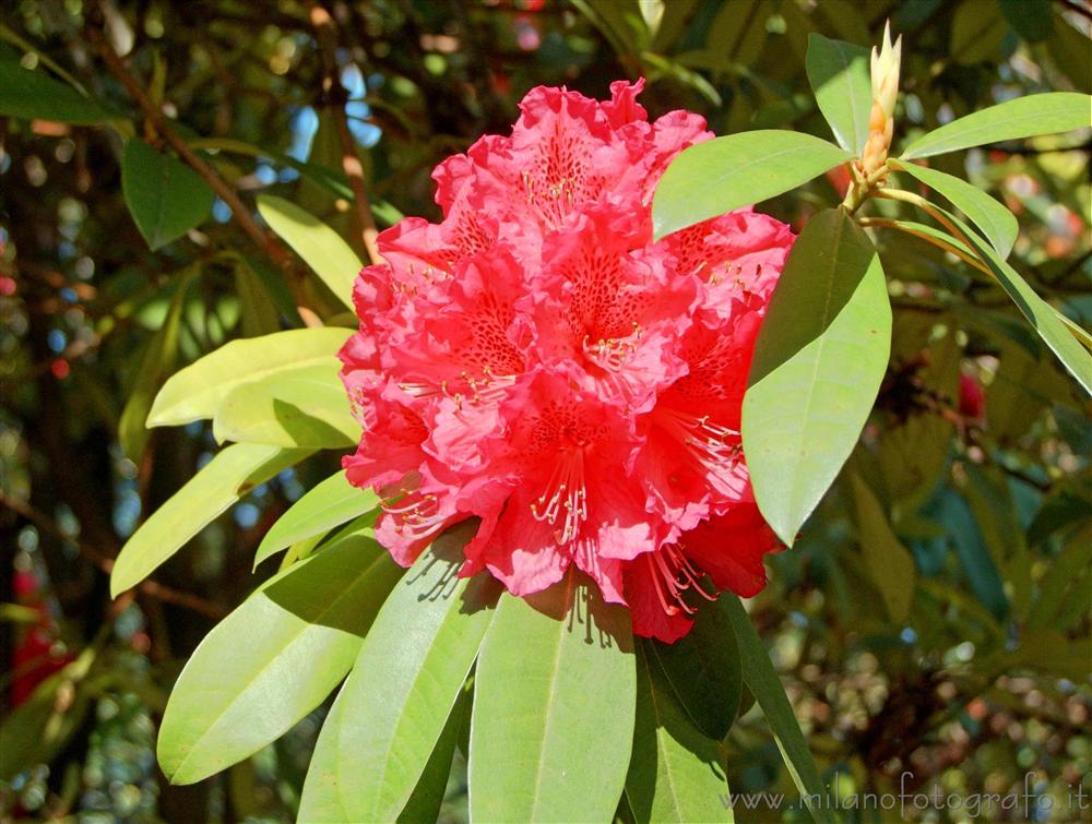 Tremezzo (Como) - Fiori di rododendro
