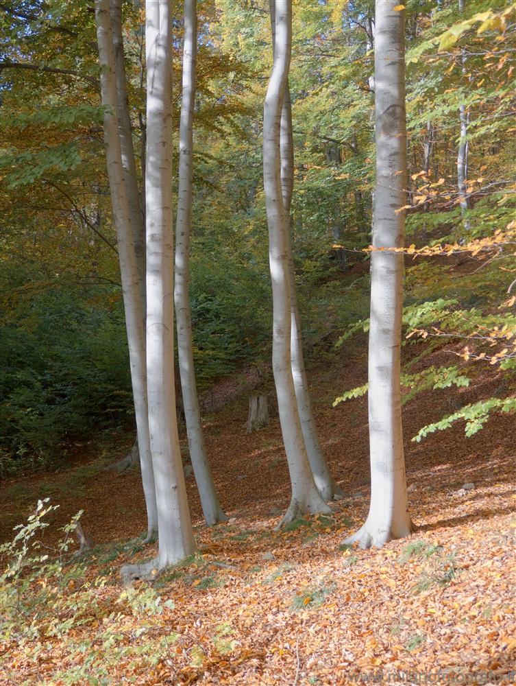 Piaro (Biella, Italy) - Beech trees in the woods