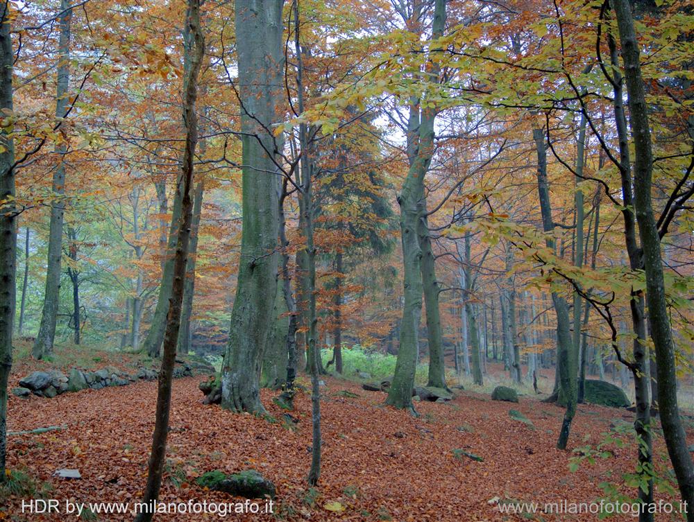 Biella, Italy - Autumn woods near the Sanctuary of Oropa