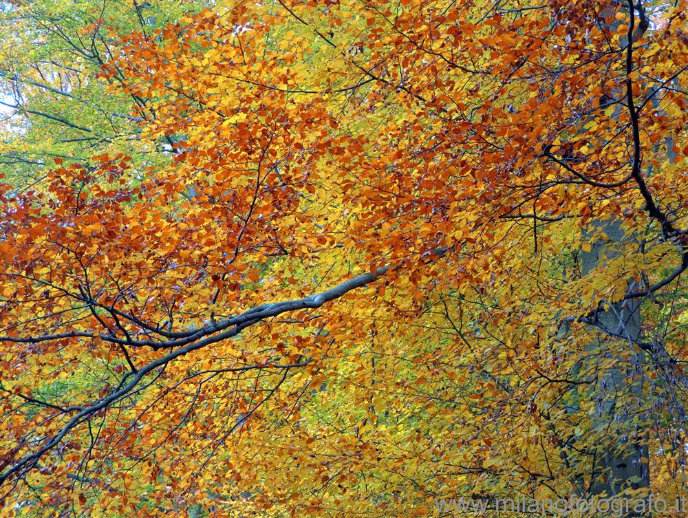 Panoramica Zegna (Biella) - Alberi colorati d' autunno