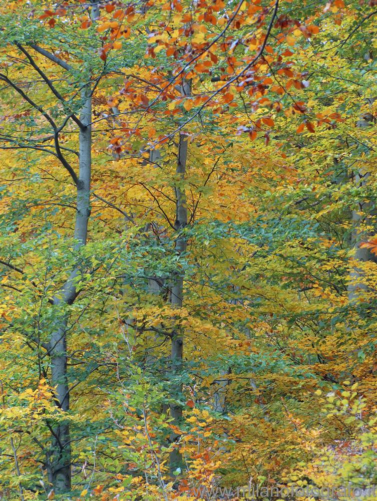 Panoramica Zegna (Biella) - I colori del bosco in autunno