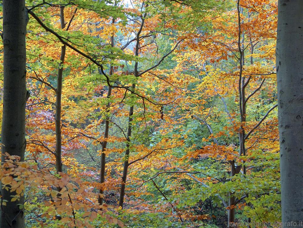 Panoramic Road Zegna (Biella, Italy) - Autumn trees