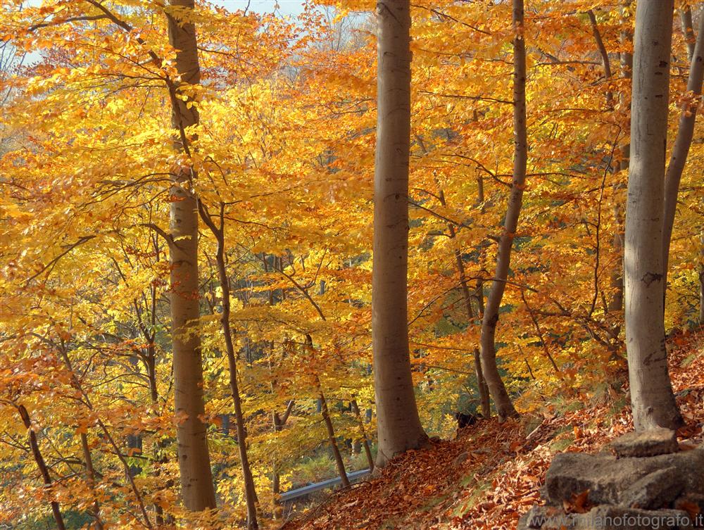 Panoramica Zegna (Biella) - Faggeta in autunno