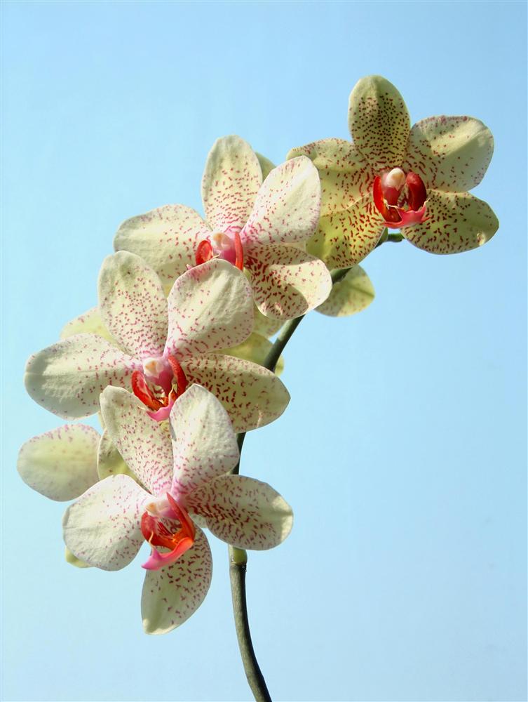 Milano - Phalaenopsis