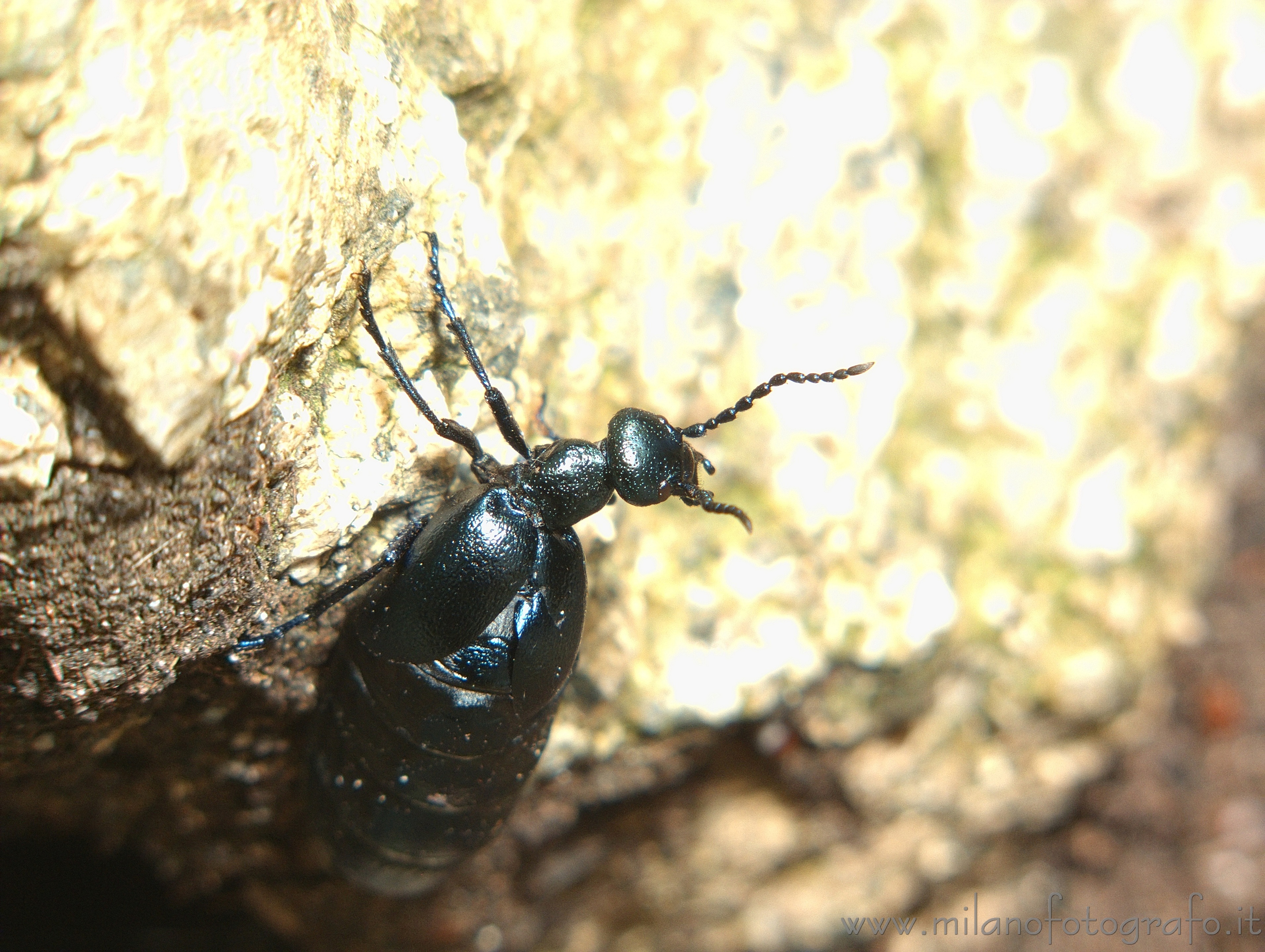 Valmosca frazione di Campiglia Cervo (Biella): Meloe proscarabeus su sasso - Valmosca frazione di Campiglia Cervo (Biella) Valmosca frazione di Campiglia Cervo (Biella): Meloe proscarabeus su sasso - Valmosca frazione di Campiglia Cervo (Biella)