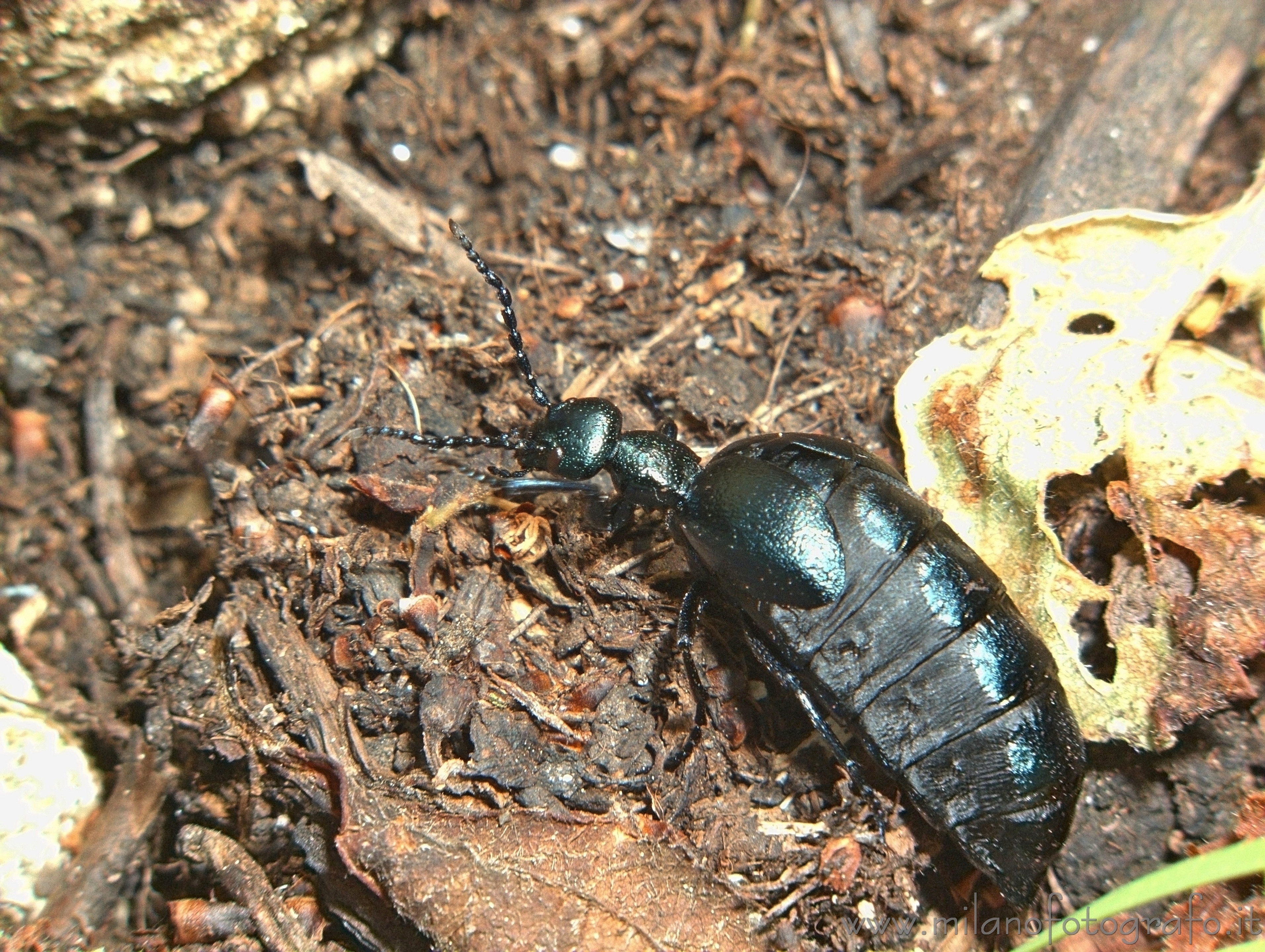 Valmosca frazione di Campiglia Cervo (Biella): Meloe proscarabeus - Valmosca frazione di Campiglia Cervo (Biella) Valmosca frazione di Campiglia Cervo (Biella): Meloe proscarabeus - Valmosca frazione di Campiglia Cervo (Biella)