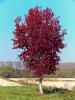 Carisio (Vercelli, Italy): Lone maple in autumn