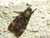 Campiglia Cervo (Biella, Italy): Death's-head hawkmoth (Acherontia atropos)