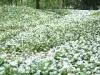 Monza (Monza e Brianza, Italy): Wild garlic flowers in the Park of Monza