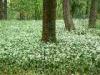 Monza (Monza e Brianza, Italy): The Park of Monza with wild garlic flowering