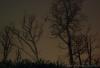 Milan (Italy): Winter trees with no leaves against the night sky