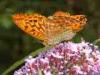 Cadrezzate (Varese): Argynnis paphia su  Buddleja davidii