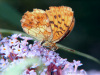 Cadrezzate (Varese): Farfalla Argynnis paphia su  Buddleja davidii
