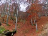 Campiglia Cervo (Biella, Italy): Beech forest in autumn along the road toward the Sanctuary of San Giovanni of Andorno