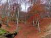 Campiglia Cervo (Biella): Faggeta autunnale lungo la strada per Santuario di San Giovanni di Andorno   